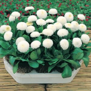 Bellis Perennis Medicis White Seeds