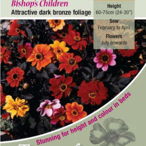 Kings Seeds Dahlia Bishops Children 100 Seed