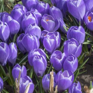 Crocus Bulbs - Large Spring Flowering Bulbs  - Blue