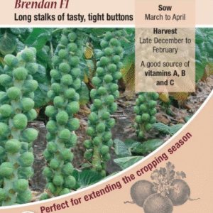 Kings Seeds Brussels Sprout Brendan F1 Seeds