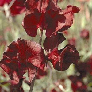 Sweet Pea Burnished Bronze Seeds