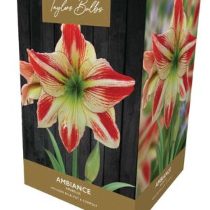 Taylors Amaryllis Bulb Gift Pack Ambiance - Ivory and Red Flowers