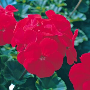 Geranium Horizon F1 Hybrid Red Seeds