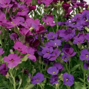 Aubrieta Katie F1 Hybrid Mixed Colours Seeds