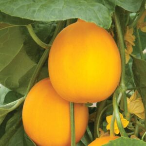 Cucumber  Yellow Ball Seeds