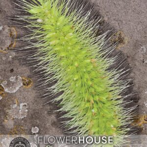 Thompson & Morgan Kew Flower Grasses Setaria viridis Caramel - 150 Seeds