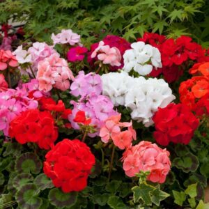 Geranium Horizon F1 Hybrid Select Mix Seeds