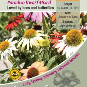 Kings Seeds  Echinanea Paradiso Dwarf Mixed Seeds