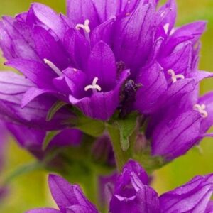 Wild Flower Clustered Bellflower Campanula glomerata Seeds