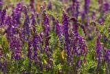 Wild Flower Tufted Vetch Vicia cracca Seeds