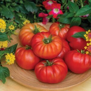 Tomato Bountiful F1 Hybrid Seeds