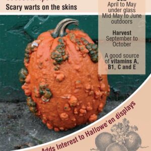 Kings Seeds Pumpkin Goosebumps F1 Seeds