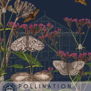 Thompson & Morgan Kew Pollinators Flower Verbena - 200 Seeds