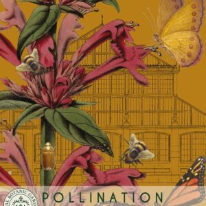 Thompson & Morgan Kew Pollinators Herb Hyssop - 150 Seeds
