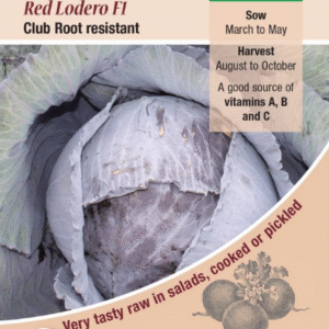 Kings Seeds Cabbage Red Lodero F1 - 30 Seeds