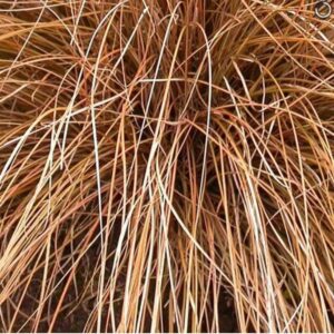 Carex norrowii Pinkie Seeds