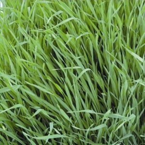 Organic Annual Ryegrass Westerwold Seeds