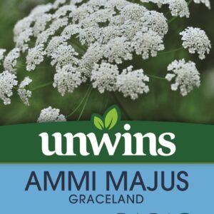 Unwins Ammi Majus Graceland 50 Seeds