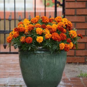 French Marigold Fireball Seeds