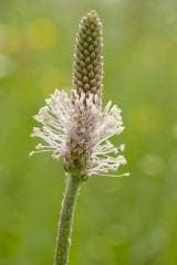 Wild Flower Hoary Plantain Plantago media Seeds