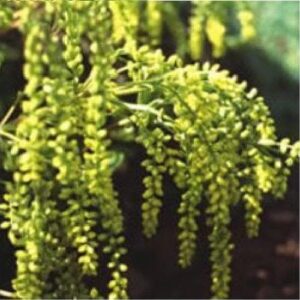 Chiastophyllum oppositifolium Seeds