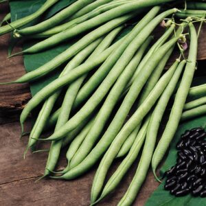 Climbing French Bean Cobra Seeds