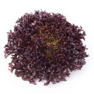 Lettuce Red Green Salanova Codex RZ (79-65) Seeds