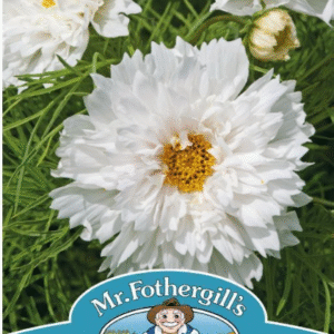 Mr Fothergills Cosmos Double Dutch White Seeds