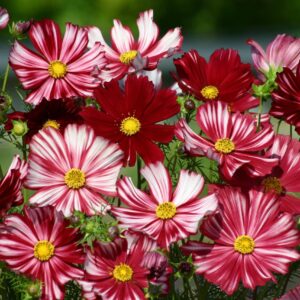 Cosmos Velouette Seeds