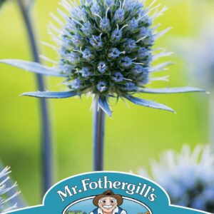 Mr Fothergills - Flower - Eryngium - Planum - 100 Seeds