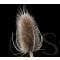 Wild Flower Napping (Fuller's) Teasel Dipsacus sativus Seeds