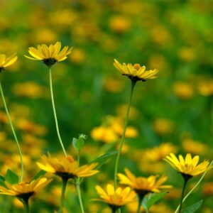 Rudbeckia laciniata Seeds