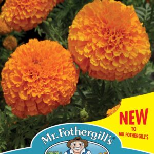 Mr Fothergills - Flower - Marigold (African) - Orange Beast F1 - 30 Seeds