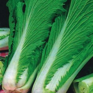 Chinese Cabbage Wong Bok Seeds