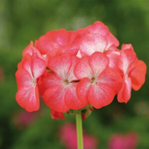 Geranium Horizon F1 Hybrid Divas Red Picotee Seeds