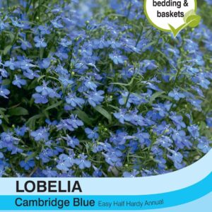 Thompson & Morgan Lobelia Cambridge Blue 1000 Seed