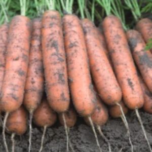 Carrot  Adelaide F1 Hybrid Seed