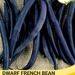 Thompson & Morgan  Vegetable Dwarf French Bean Celine - 120 Seeds