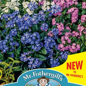 Mr Fothergills - Flower - Forget-Me-Not - Eva Mixed -  Seeds