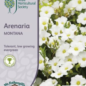 Mr Fothergills RHS Arenaria Montana 100 Seeds