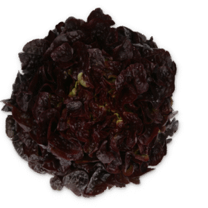 Lettuce Dakarai RZ (83-OA5664) Untreated Seeds