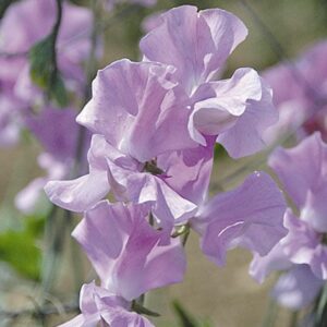 Sweet Pea Daphne Seeds