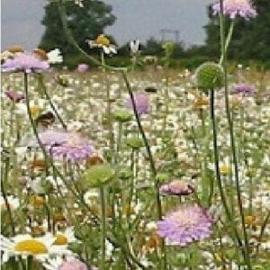 Wild Flower Economy Meadow Mixture Bees and Butterflies Seeds