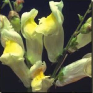 Antirrhinum braun-blanquettii Seed