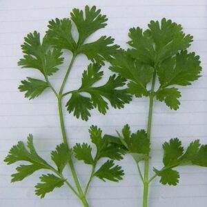 Herb Coriander Lemon Seeds