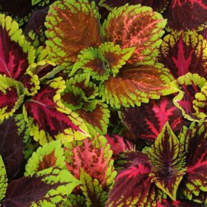 Coleus Kong Empire Mix Seeds