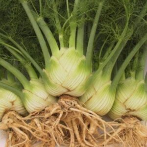 Organic Fennel Zefa Fino Seeds