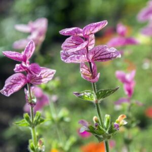 Clary Pink Sundae Seeds