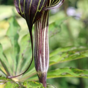 Arisaema consanguineum Himalayan Cobra Lily Seed