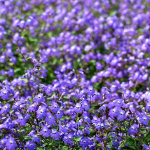 Browallia Blue Lady Seeds